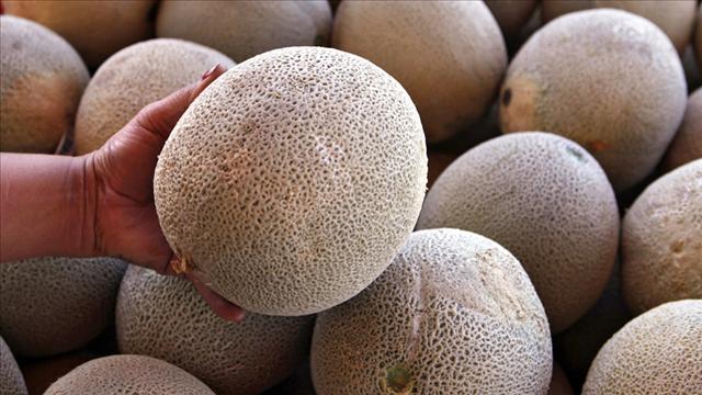 Tainted Cantaloupe Death Leads